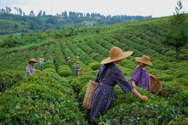 Guruli Tea